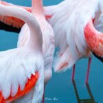 2022-12 - Parc ornithologique du Pont de Gau - Flamants roses - 06